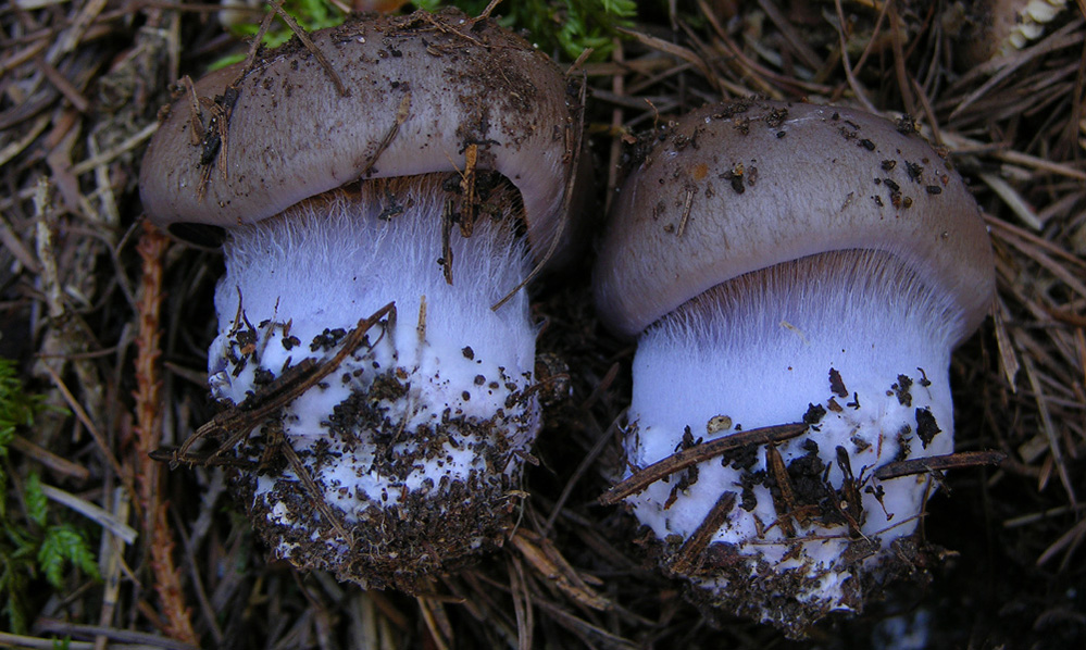 Quando i Cortinarius 